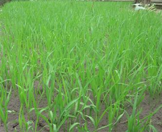 河北荆州生物工程公司